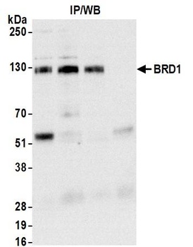 Rabbit anti-BRD1 Antibody