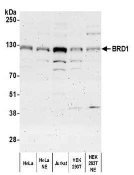Rabbit anti-BRD1 Antibody