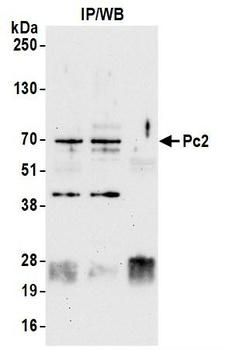 Pc2 Antibody