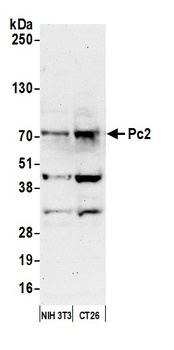 Rabbit anti-Pc2 Antibody