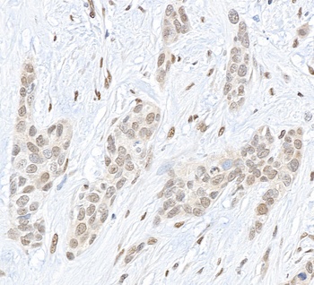 Rabbit anti-Pc2 Antibody