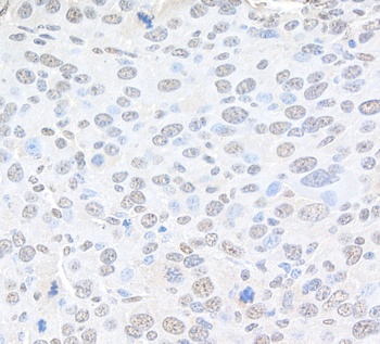 Rabbit anti-Pc2 Antibody