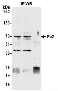 Rabbit anti-Pc2 Antibody
