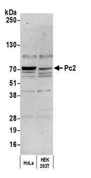 Rabbit anti-Pc2 Antibody