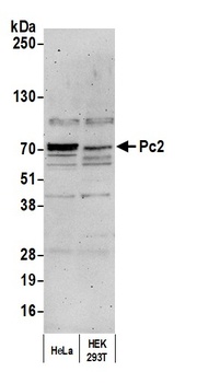 Pc2 Antibody