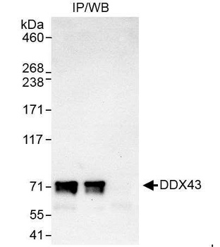 Rabbit DDX43 Antibody