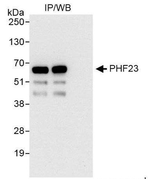 Rabbit anti-PHF23 Antibody