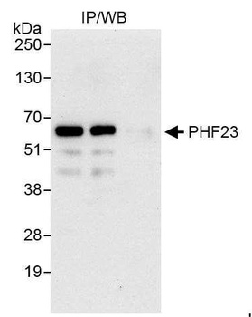 Rabbit anti-PHF23 Antibody