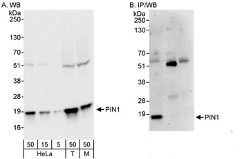 Rabbit PIN1 Antibody