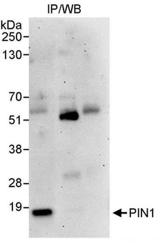 Rabbit PIN1 Antibody