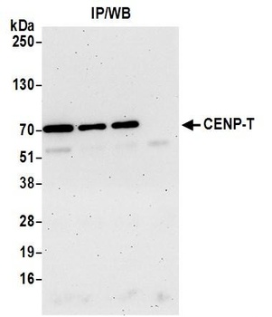 Rabbit anti-CENP-T Antibody