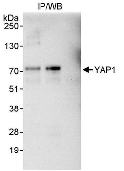 Rabbit YAP1 Antibody