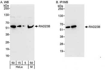 Rabbit anti-RAD23B Antibody