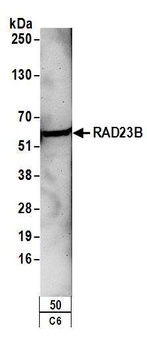 Rabbit anti-RAD23B Antibody