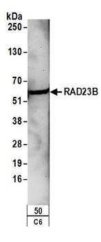 RAD23B Antibody