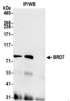 BRD7 Antibody