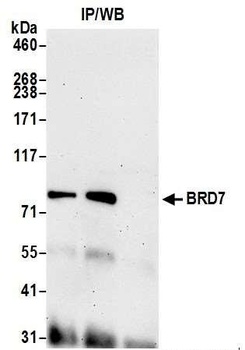 Rabbit anti-BRD7 Antibody