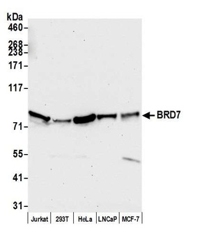 Rabbit anti-BRD7 Antibody