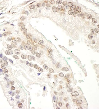 Rabbit anti-RBM34 Antibody