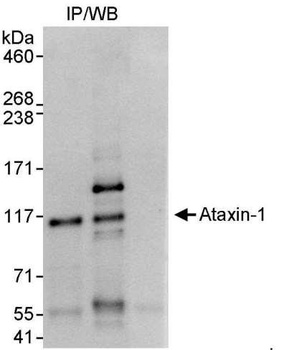 Rabbit Ataxin-1 Antibody