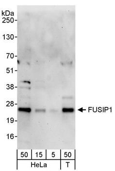 Rabbit FUSIP1 Antibody