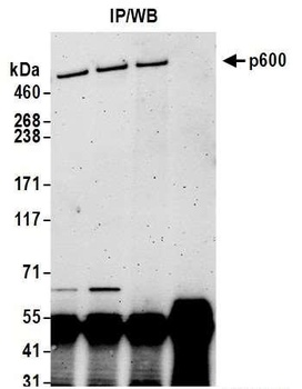 p600 Antibody