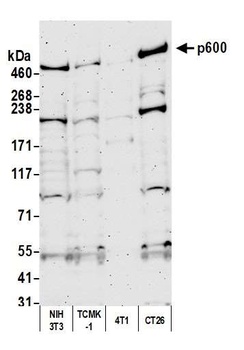 Rabbit anti-p600 Antibody