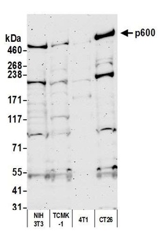 p600 Antibody