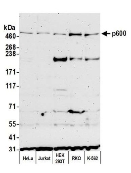 Rabbit anti-p600 Antibody