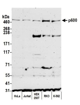 p600 Antibody