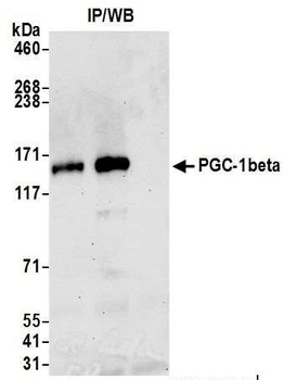 PGC-1beta Antibody