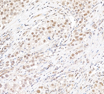 MLLT1 Antibody