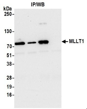Rabbit anti-MLLT1 Antibody
