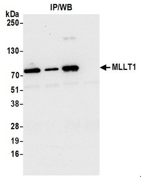 MLLT1 Antibody