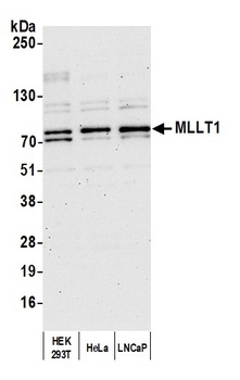 Rabbit anti-MLLT1 Antibody