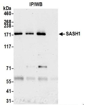 Rabbit anti-SASH1 Antibody