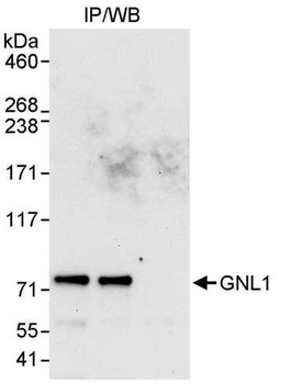 Rabbit GNL1 Antibody