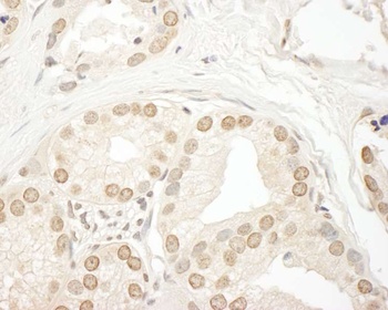 Rabbit anti-SMG9 Antibody