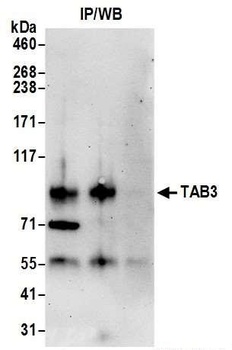 Rabbit anti-TAB3 Antibody