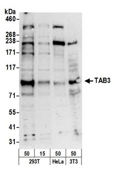 Rabbit anti-TAB3 Antibody