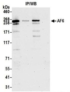 AF6 Antibody