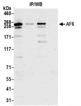 Rabbit anti-AF6 Antibody