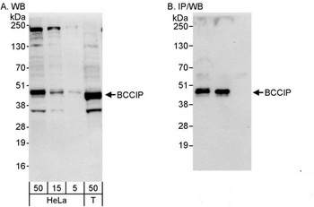 Rabbit anti-BCCIP Antibody