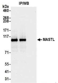 Rabbit anti-MASTL Antibody