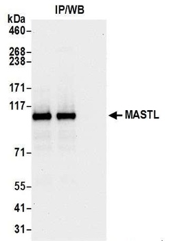 MASTL Antibody