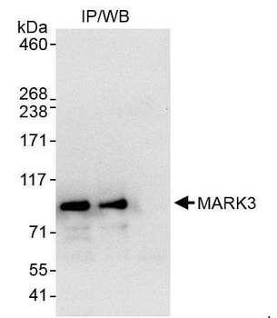 MARK3 Antibody