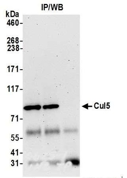 Cul5 Antibody