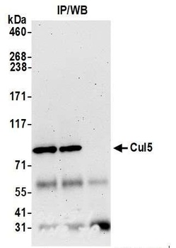 Rabbit anti-Cul5 Antibody