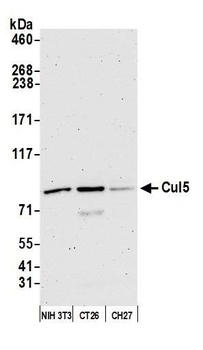 Rabbit anti-Cul5 Antibody