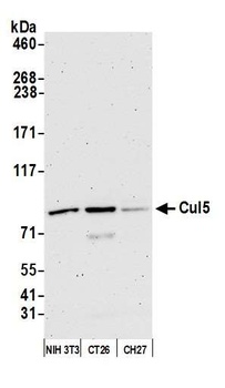 Cul5 Antibody